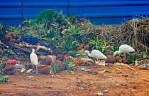 Cattle Egrets (Bubulcus ibis) scavenging on a rubbish tip, Luanda, Angola, February.