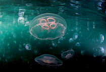 Common / Moon Jellyfish (Aurelia aurita) swarming in shallow water over kelp, Cardigan Bay, Wales, June. Highly commended in Coast and Marine category, British Wildlife Photographer of the Year Awards...