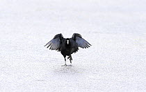 Coot (Fulica atra) dancing on ice, Wirral, England, UK, January.