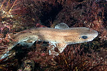 Lesser-spotted Dogfish /Small-spotted Catshark (Scyliorhinus canicula) on a reef, Cardigan Bay, Wales, November.