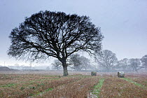 Winter countryside scene at Wirral, with hay bales in field, and trees, Cheshire, England, December 2009