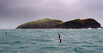 Great Black-backed Gulls (Larus marinus) flying over the sea in a storm, near St Tudwals Islands, Cardigan Bay, Wales, May 2009.