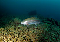 Rainbow Trout (Oncorhynchus mykiss) in a lake, Lancashire, England, UK, February.
