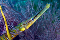 Snake Pipefish (Entelurus aequoreus) head portrait  in profile in weed, Cardigan Bay, Wales, May.