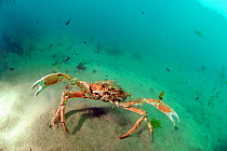 Spiny Spider Crab (Maja squinado)  with claws raised in an aggressive posture, in a fast tide, Abersoch, Wales, UK, May.