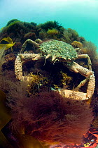 Spiny Spider Crab (Maja squinado) on a kelp covered pinnacle, in a rockpool, Abersoch, Wales, UK. May.