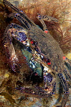 Velvet swimming crab (Necora puber) pair mating, Trefor, Wales, UK, July.