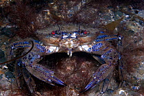 Velvet swimming crab (Necora puber) pair mating, Trefor, Wales, UK, July.