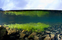 A split-level view of Green Algae (Chlorophyceae) in a shallow river, Snowdonia NP, Gwynedd, Wales, January.