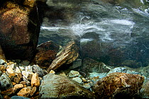 An underwater view of a mountain stream showing internal reflections on the water surface, Snowdonia NP, Gwynedd, Wales, UK, December 2009.