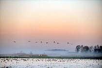 Flock of Whooper Swans (Cygnus cygnus) in flight over wetland habitat of Martin Mere WWT reserve, December.