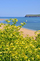 Alexanders (Smyrnium olusatrum) in flower on sandy beach, North Cornwall coast, England, UK, May.