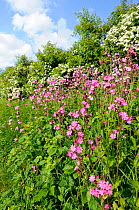 Red Campion (Silene dioica) flowering in country lane hedgerow, England, UK. May