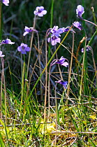 Common Butterwort (Pinguicula vulgaris) in flower, Norfolk, England, UK, May