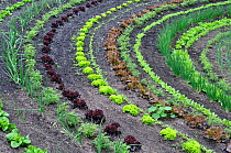 Rows of Lettuce (Lactuca sativa) and salad vegetables, Eden Project, Cornwall, England, UK, May