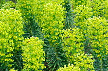 Spurge (Euphorbia characias) in flower, England, UK, April. Cultivated plant - native to Mediterranean.