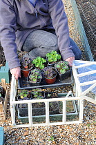 Woman gardener placing trays of Pelargonium seedlings into cloche / propagator to harden off, UK, May