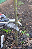 Fruit Propagation 'whip & tongue grafting', gardener grafting Apple (Malus sylvestris) onto M26 grafting stock, cutting back rootstock, UK, April. Sequence 1/7