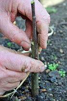 Fruit Propagation 'whip & tongue grafting' gardener grafting Apple (Malus sylvestris) onto M26 grafting stock, applying the scion, UK, April. Sequence 3/7