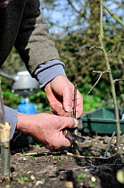 Fruit Propagation 'whip & tongue grafting' gardener grafting Apple (Malus sylvestris) onto M26 grafting stock, applying the scion, UK, April. Sequence 4/7