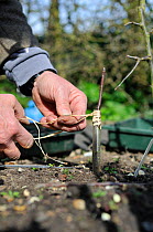 Fruit Propagation 'whip & tongue grafting' gardener grafting Apple (Malus sylvestris) onto M26 grafting stock, securing the scion with raffia, UK, April. Sequence 5/7
