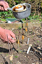 Fruit Propagation 'whip & tongue grafting' gardener grafting Apple (Malus sylvestris) onto M26 grafting stock, applying hot grafting wax to rootstock and attached scion, Sequence 6/7, UK, April