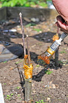 Fruit Propagation 'whip & tongue grafting' gardener grafting Apple (Malus sylvestris) onto M26 grafting stock, applying hot grafting wax to rootstock and attached scion, Sequence 7/7, UK, April