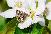 Mother Shipton moth (Callistege mi) feeding on  Crab apple (Malus baccata) blossom in hedgerow, Norfolk, UK, May