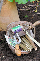 Wooden trug with Hazel (Corylus avellana) stick markers, garden twine, seeds & tools, England, UK, May