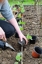 Female gardener planting out pot grown summer Cabbage plants (Brassica oleracea capitata) variety 'Hispi', in small raised bed, England, UK, May