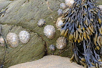 Common Limpets (Patella vulgata) and Knotted Wrack (Ascophyllum nodosum) on rocks at low tide, Cornwall, England, UK, May