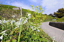 Three Cornered Leek / Garlic (Allium triquetrum) flowering, naturalised by roadside, Cornwall, England, UK, May