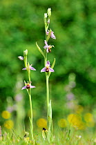 Bee Orchids (Ophrys apifera) growing on urban lawn, Norfolk, England, UK, June