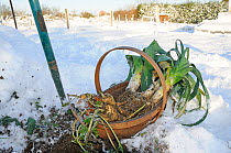 Snow covered allotment with gardener digging up winter vegetables - Parsnips (Pastinaca sativa) and Leeks (Allium poorum) Norfolk, England, UK, December