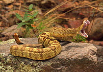 Black-tailed Rattlesnake (Crotalus molossus)  "tasting" the air with its tongue, Chiricahua Mountains, Arizona, USA