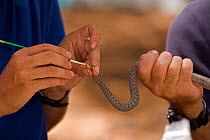 Twin-spotted Rattlesnake (Crotalus pricei)  biologists painting tail for indentification purposes, during scentific study. Arizona, USA