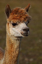 Alpaca (Lama pacos) head portrait,  New York, USA