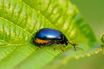 Alder Leaf beetle (Melasoma aenea) female on Black alder leaf (Alnus glutinosa) with abdomen swollen with eggs. Brandenburg, Germany, May.