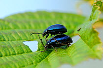 Pair of Alder Leaf beetles (Melasoma aenea) mating on Black alder leaf (Alnus glutinosa) Brandenburg, Germany, May