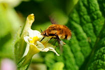 Common Bee Fly (Bombylius major) feeding from a Common Primrose flower (Primula vulgaris) Wiltshire garden, UK, April.