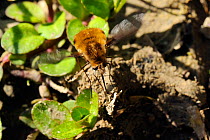 Common Bee Fly (Bombylius major) searching for solitary bee nest holes to parasitise. Wiltshire, UK, April.