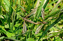 Pair of Craneflies (Tipula lateralis) mating. Wiltshire, UK, April.