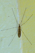 Cranefly (Tipula sp.) resting on house wall. Wiltshire, UK, April.