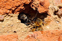Female Hairy-footed flower bee (Anthophora plumipes) prevented from entering her burrow in an old wall by a brood parasitic Cuckoo Bee (Melecta albifrons) Brandenburg, Germany, April.