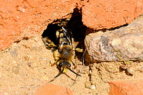Cuckoo Bee (Melecta albifrons) a parasite of Hairy-footed flower bees (Anthophora plumipes) emerging from host nest in an old wall. Brandenburg, Germany, April.