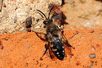 Cuckoo bee (Melecta albifrons) a parasite of Hairy-Footed Flower Bees (Anthophora plumipes) and other masonry bees, searching an old wall for host nests. Brandenburg, Germany, April.