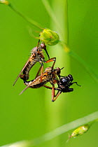 Pair of Dance Flies (Empis opaca) mating, hanging from a grass stem, with female feeding on March Fly courtship gift provided by male. Wiltshire pastureland, UK, May.