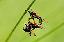 Mating Dance Flies (Empis opaca) hanging from a grass stem, with female feeding on March fly courtship gift provided by male. Wiltshire pastureland, UK, May.
