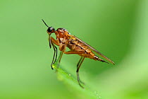 Dance fly (Empis trigramma) portrait of female standing on a leaf, Wiltshire, UK, May.