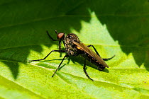 Dance fly (Rhamphomyia sulcata) sun basking on a leaf, Wiltshire, UK, May.